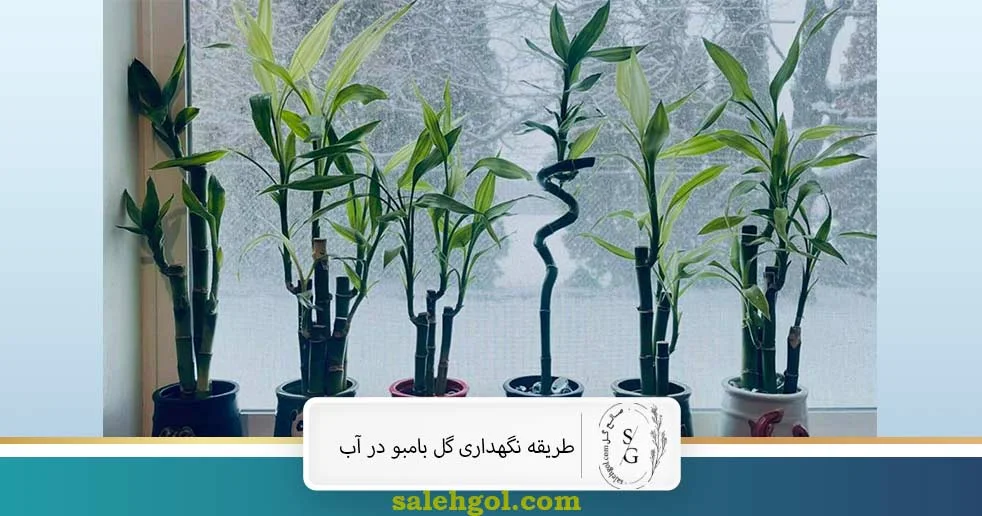 روش نگهداری گل بامبو در آب