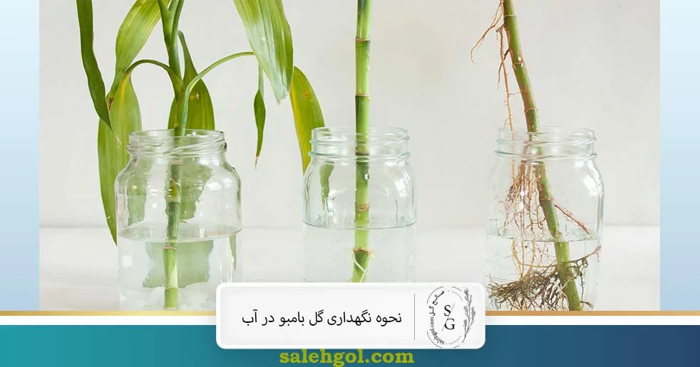 نحوه نگهداری گل بامبو در اب