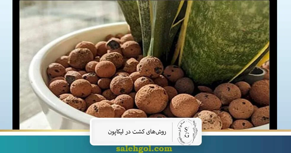 روش های کشت لیکاپون 