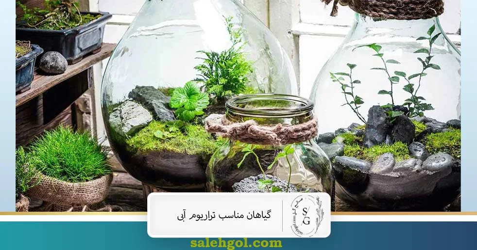 گیاهان مناسب تراریوم آبی