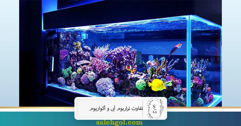 تفاوت تراریوم آبی و آکواریوم