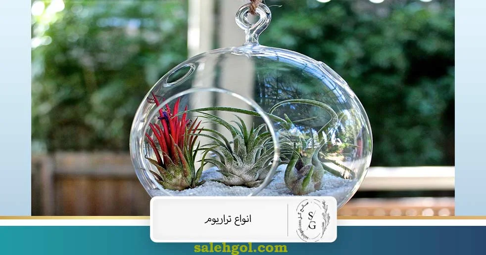 انواع تراریوم