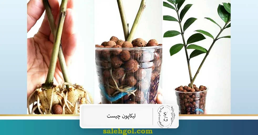 لیکاپون چیست