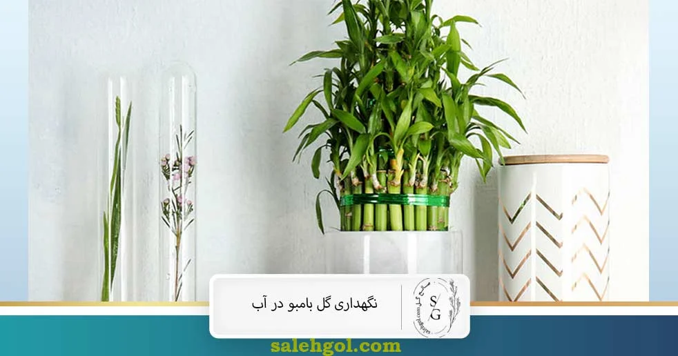 نگهداری گل بامبو در اب