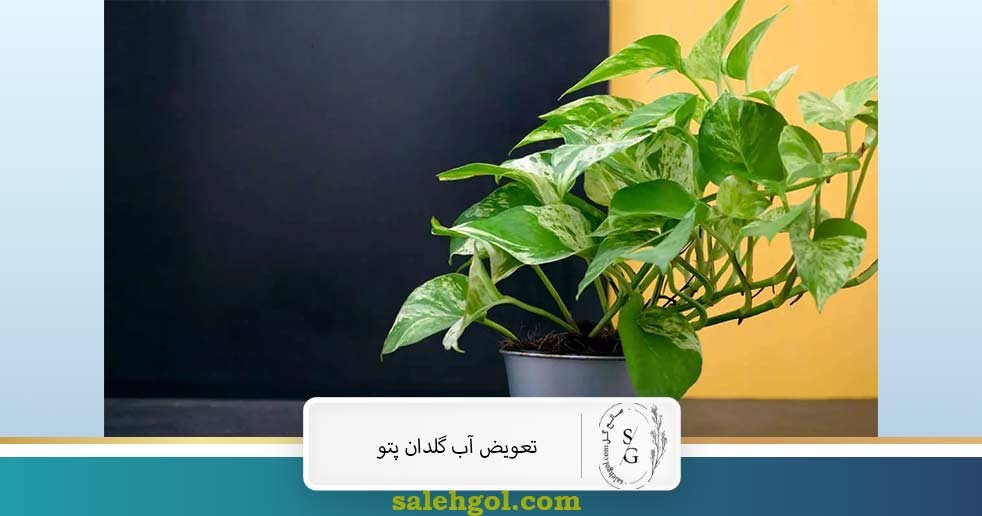 تعویض آب گلدان پتوس
