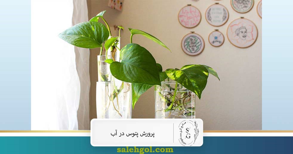 پرورش پتوس در آب
