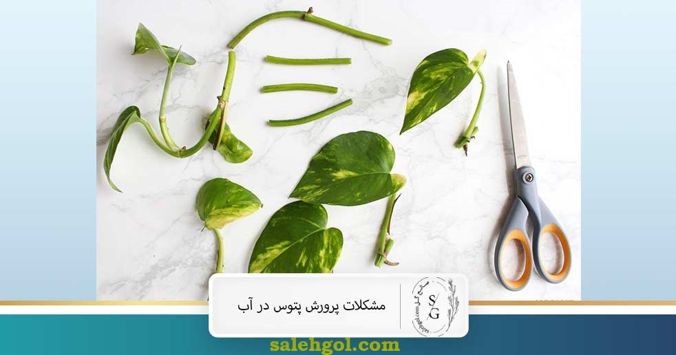 مشکلات پرورش پتوس در آب 