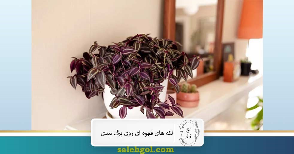 علت لکه‌ های قهوه ای سوخته روی برگ بیدی