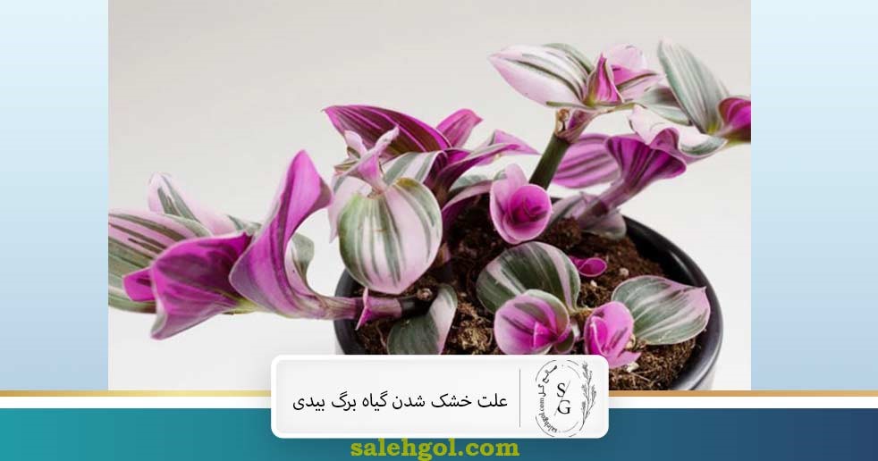 علت خشک شدن گیاه برگ بیدی