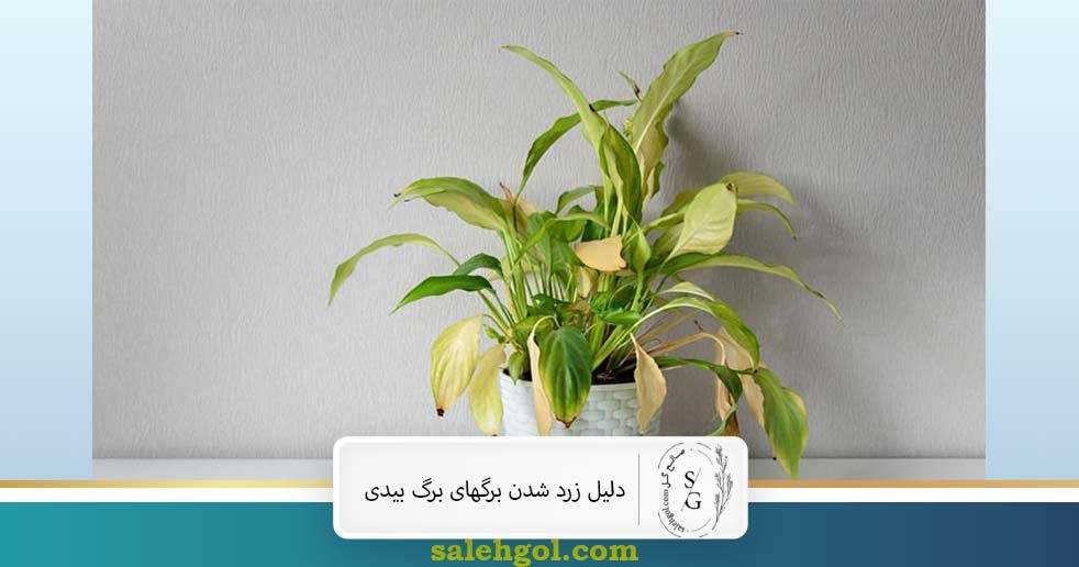 دلیل زرد شدن برگهای برگ بیدی