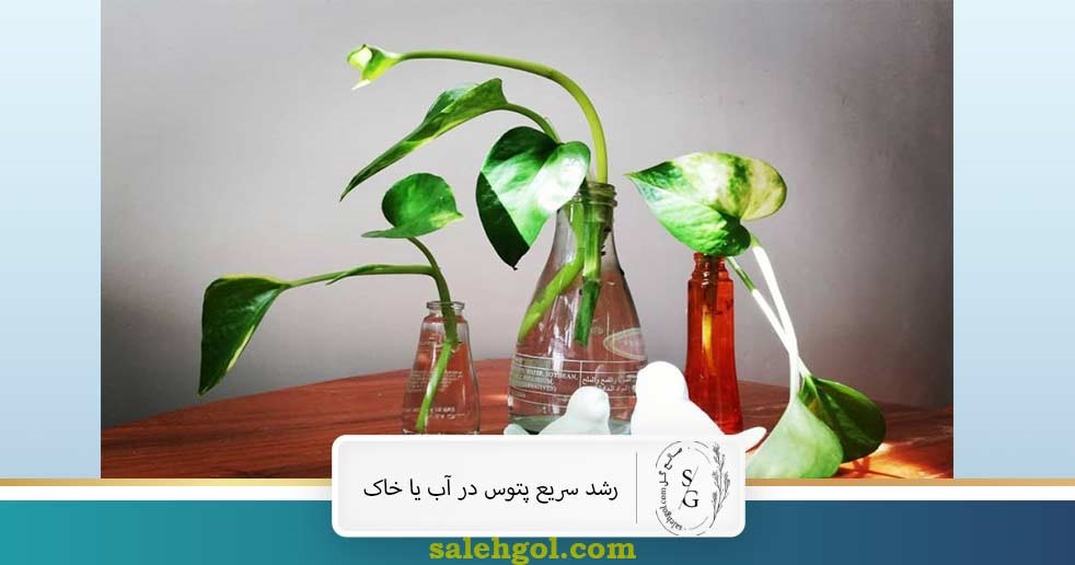 رشد سریع پتوس در اب