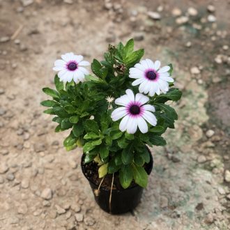 گل استئوسپرموم