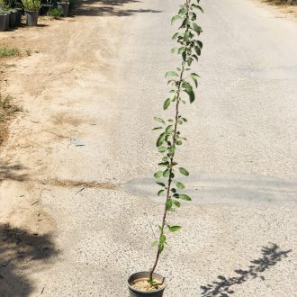 نهال گیلاس