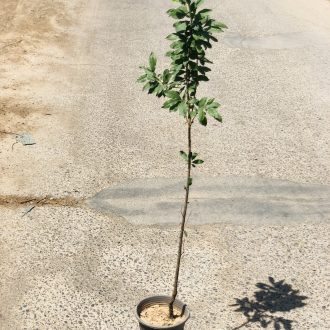 نهال آلو خاکی