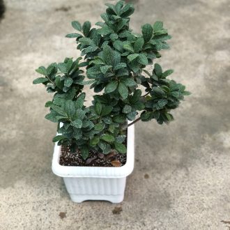 بنسای جعبه