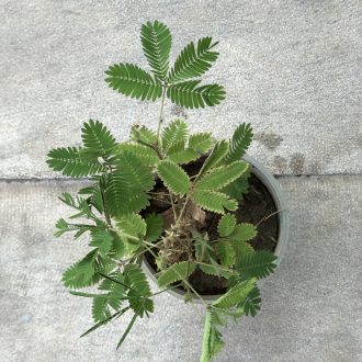 گل قهر و آشتی