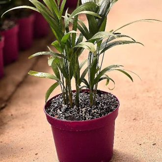 اریکا