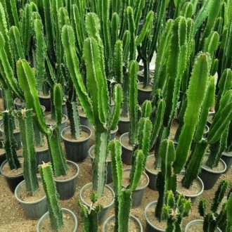 اچینوکاکتوس گروسونئی