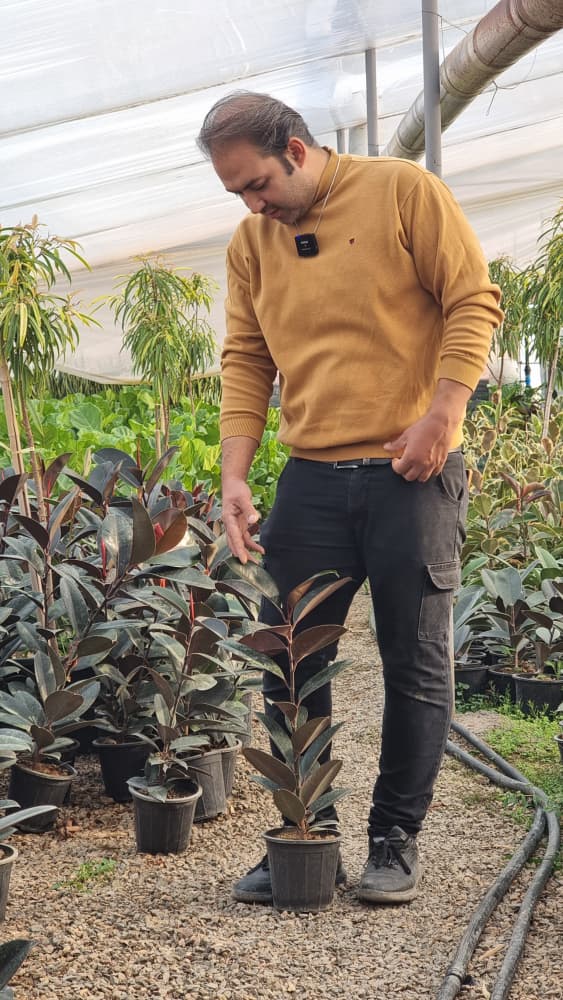 فیکوس بلک (2)