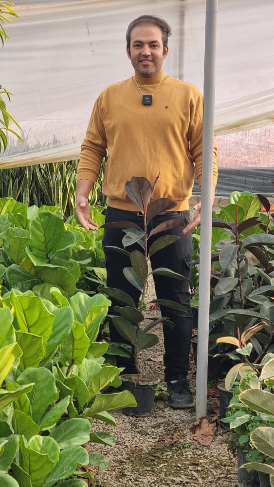 فیکوس بلک بلند