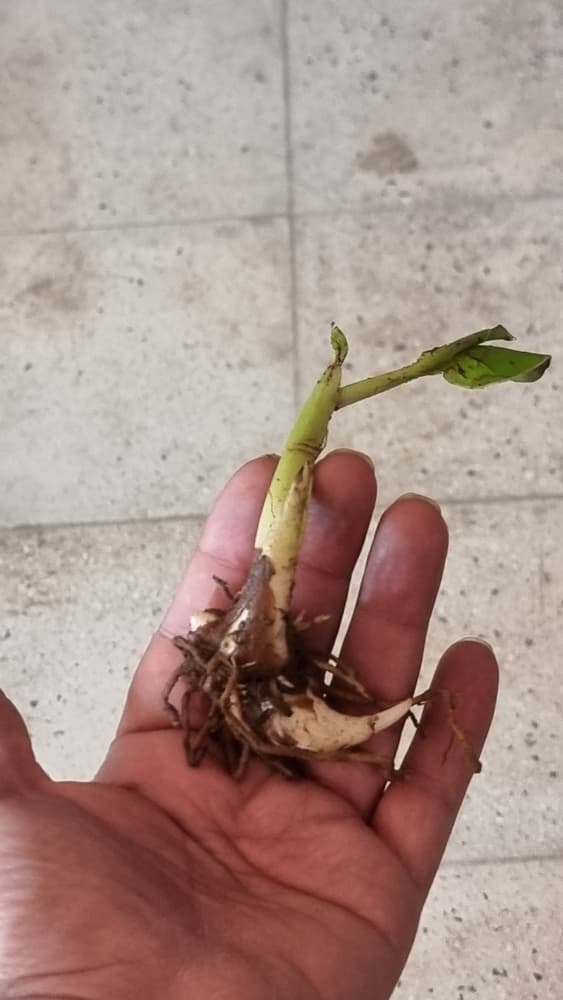 پیاز اختر زرد