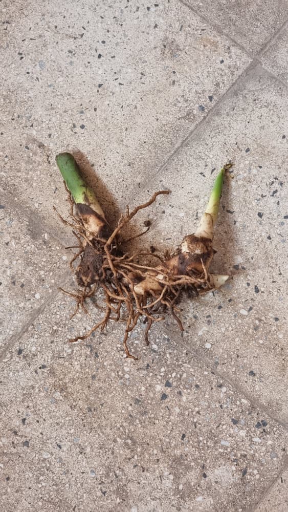 پیاز گل اختر زرد