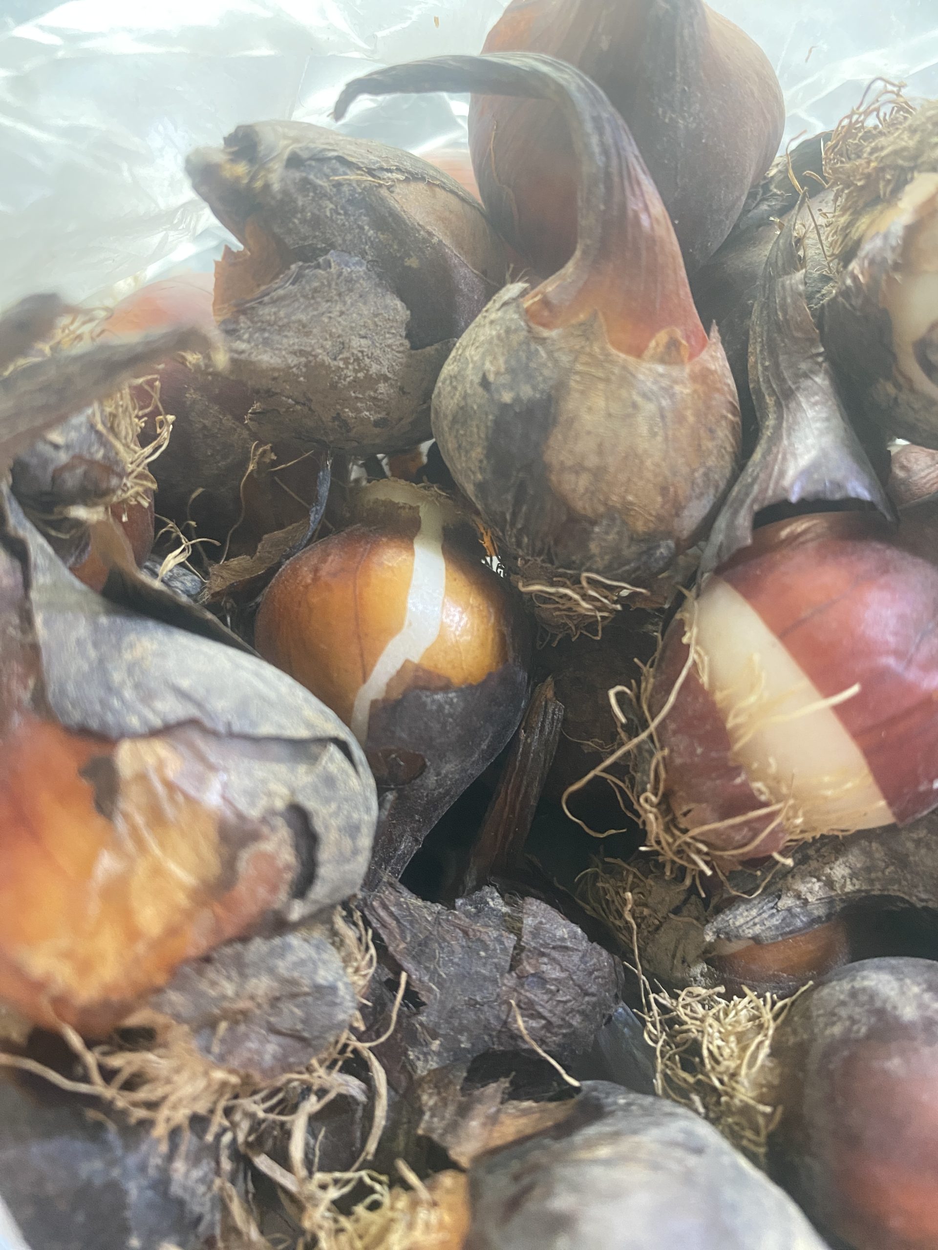 پیاز گل لاله هلندی