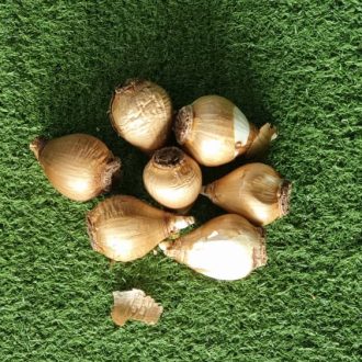 پیاز گل نرگس شهلا