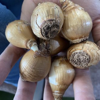 پیاز گل نرگس