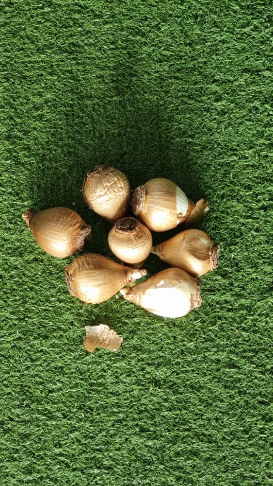 پیاز گل نرگس شهلا