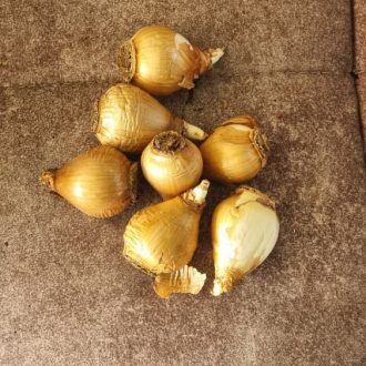 پیاز گل نرگس شیرازی