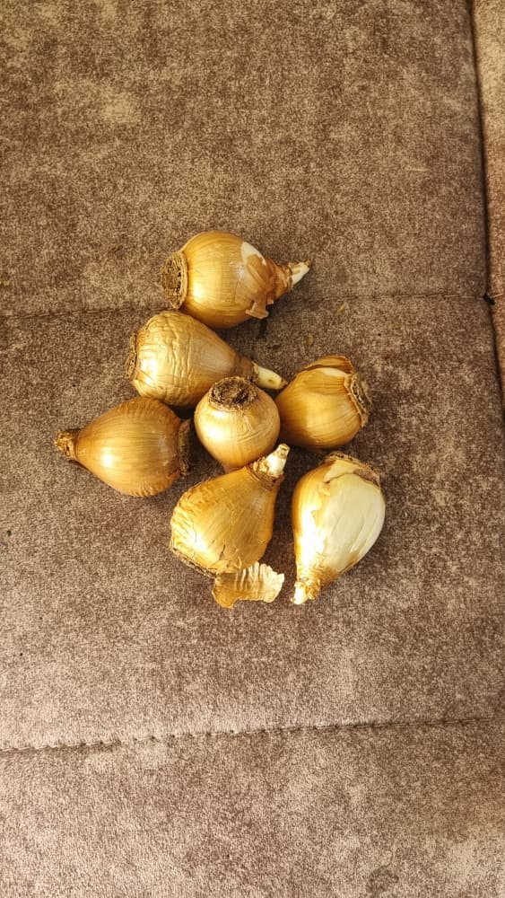 پیاز گل نرگس شیراز