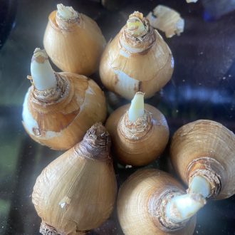 پیاز گل نرگس هلندی