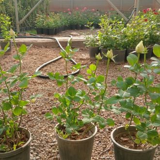 گلدان رز هلندی سفید