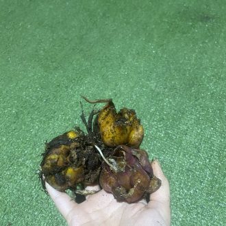 پیاز لیلیوم