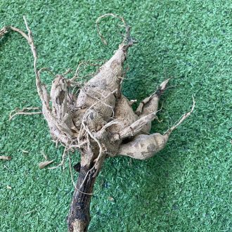 ریزوم کوکب رنگ بنفش سایز متوسط