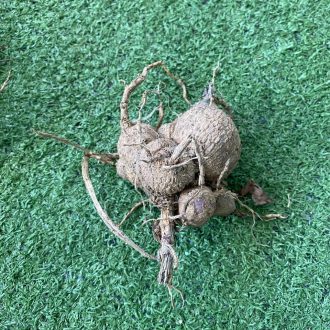 ریزوم کوکب رنگ سفید صورتی سایز کوچک